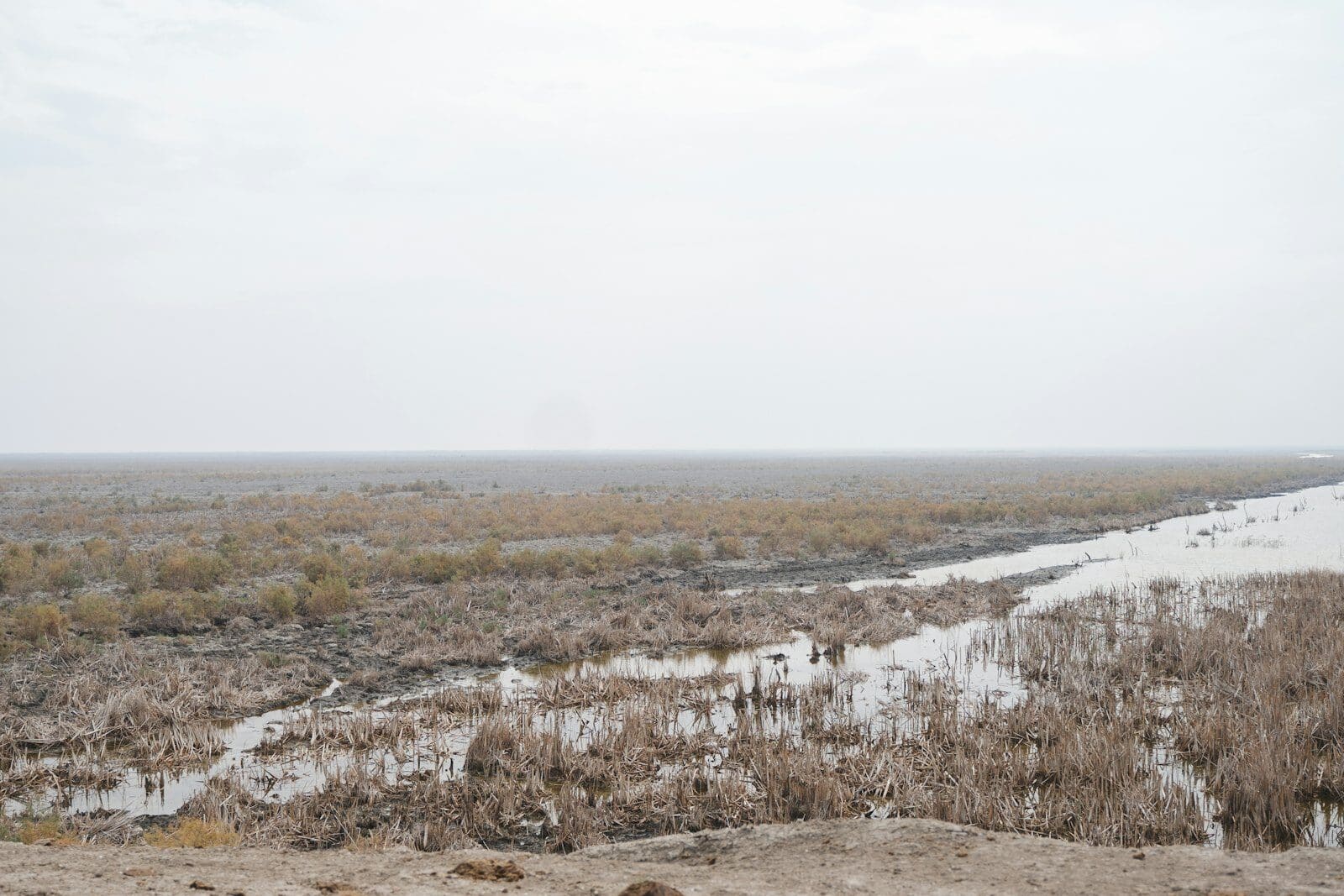 Date palm groves of the Shatt al-Arab